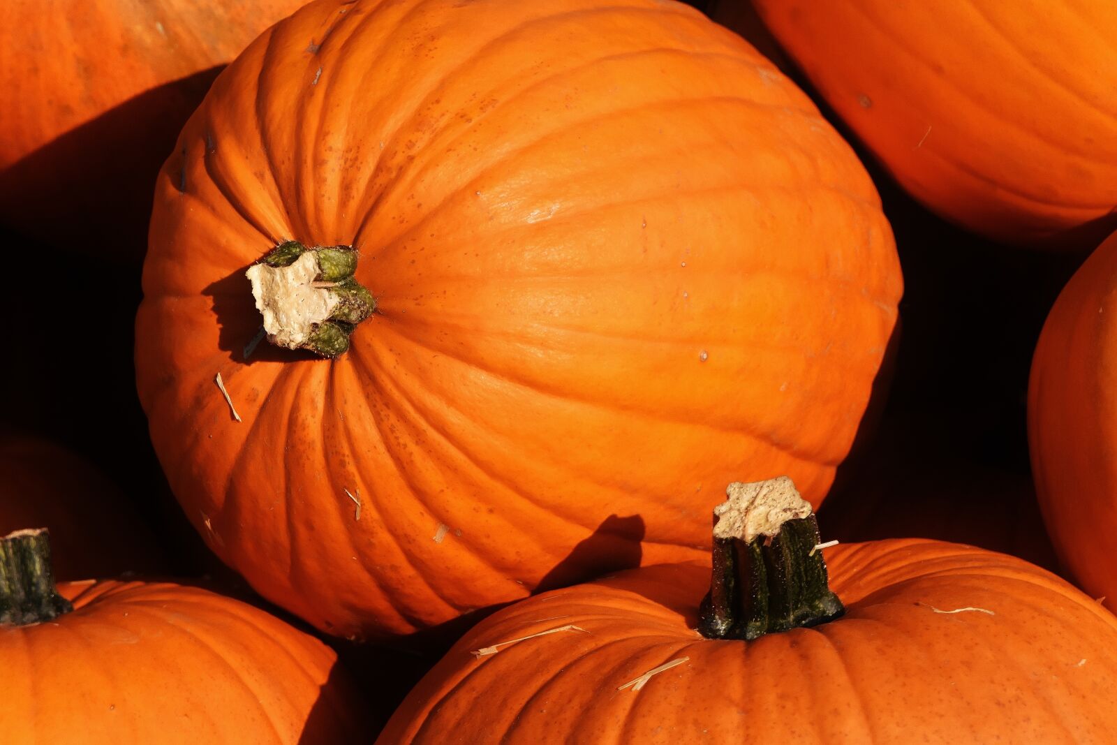 Nikon D7200 sample photo. Pumpkins, autumn, autumn decoration photography