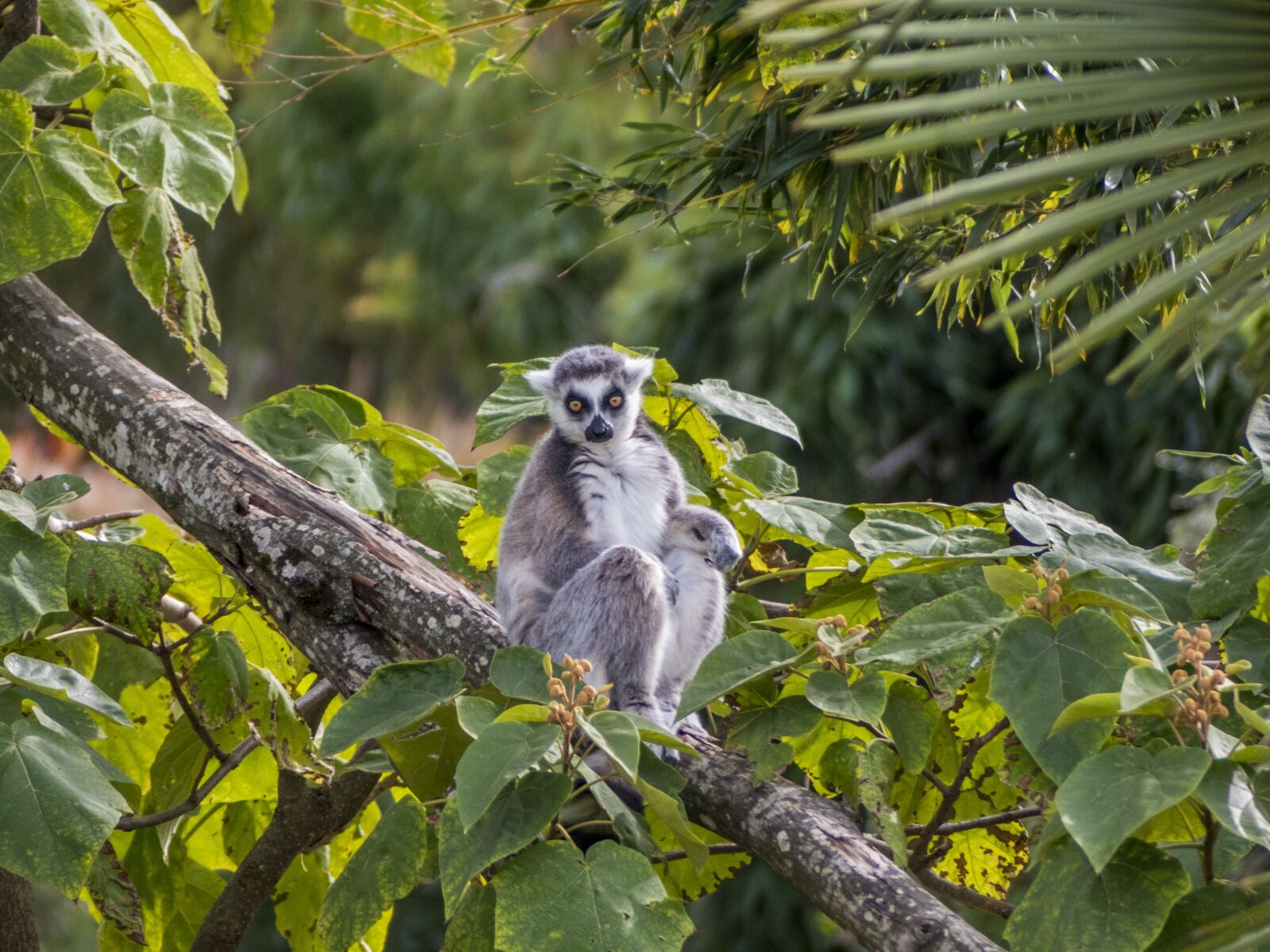 Panasonic Lumix DMC-FZ300 sample photo. Zoo, maki catta, lemur photography