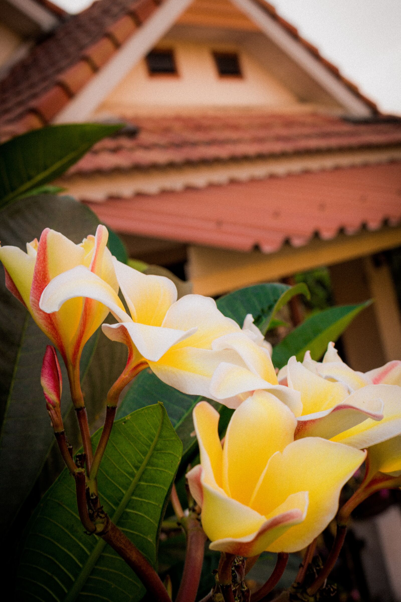 Canon EOS 700D (EOS Rebel T5i / EOS Kiss X7i) sample photo. Plumeria, flower, thailand photography