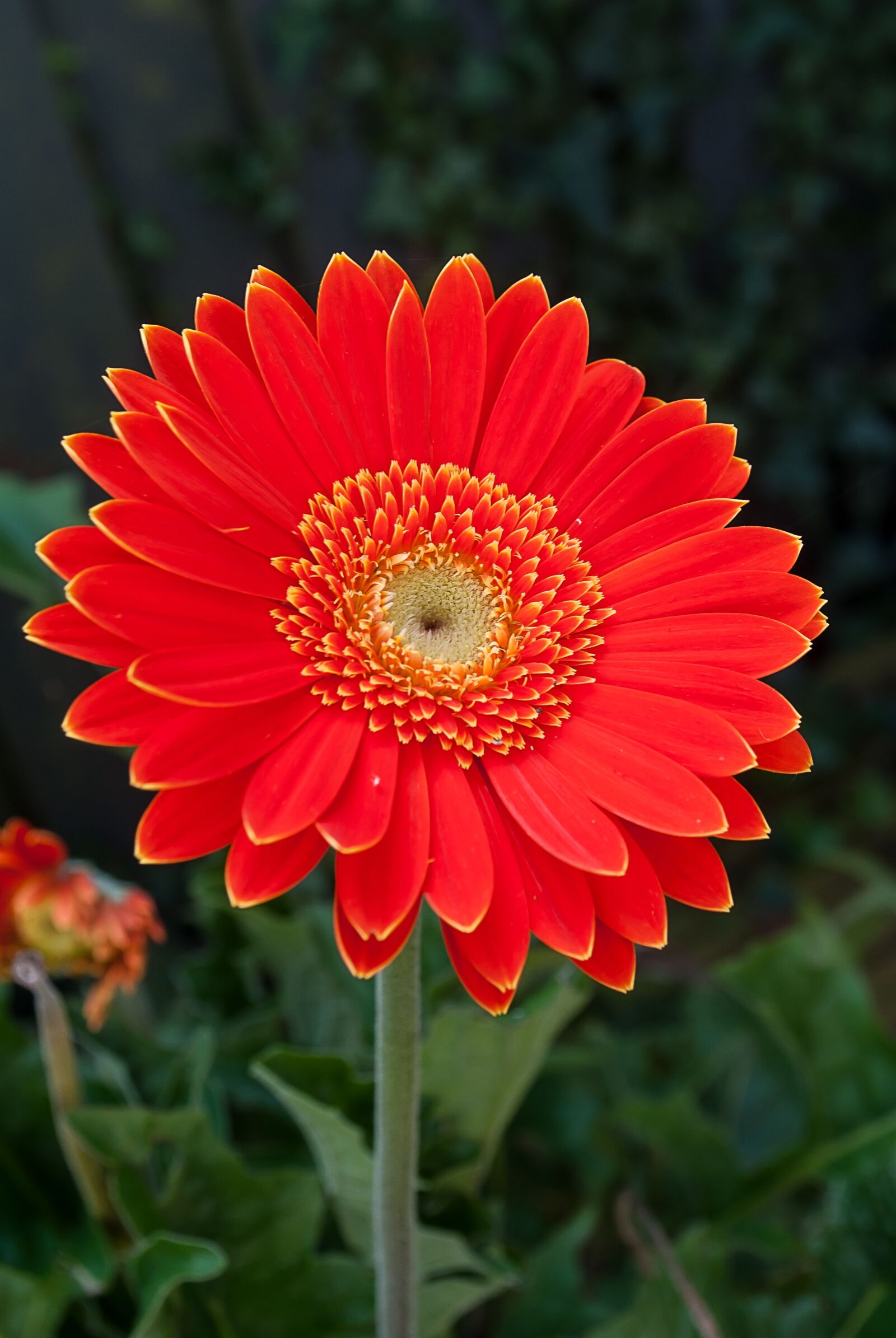 Nikon D3000 sample photo. Gerbera, color, flower photography