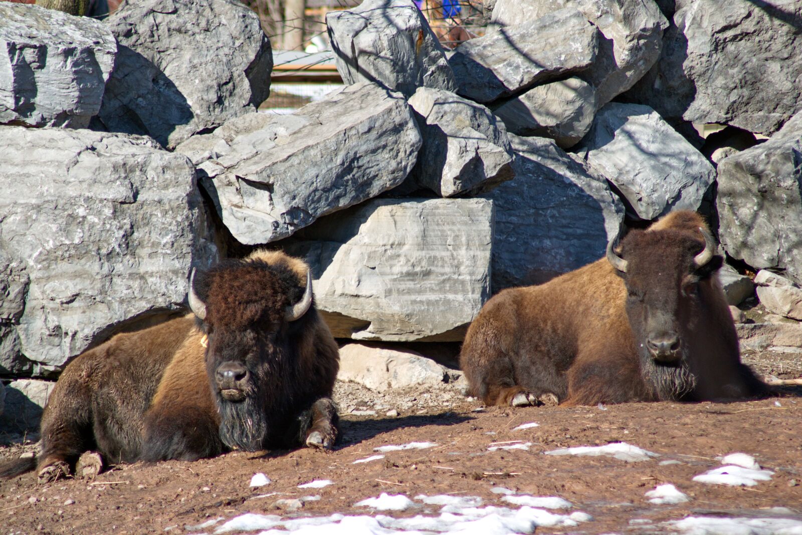 Canon EOS 750D (EOS Rebel T6i / EOS Kiss X8i) sample photo. Bison, buffalo, american photography