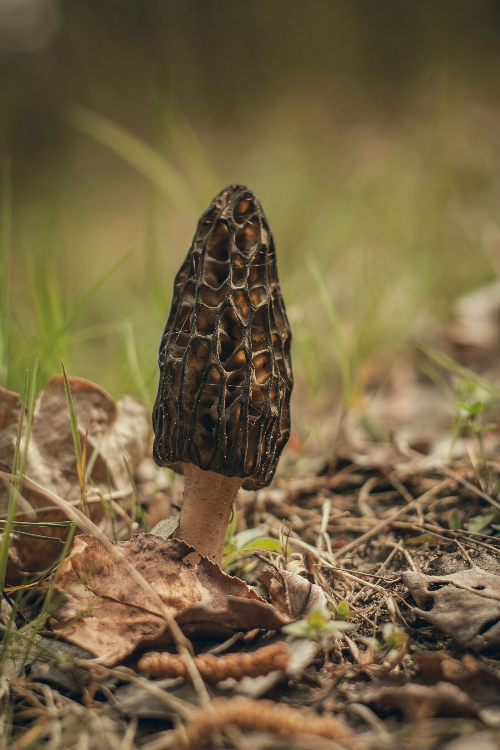 Canon EOS 450D (EOS Rebel XSi / EOS Kiss X2) sample photo. Morchella conica, mushroom, macro photography