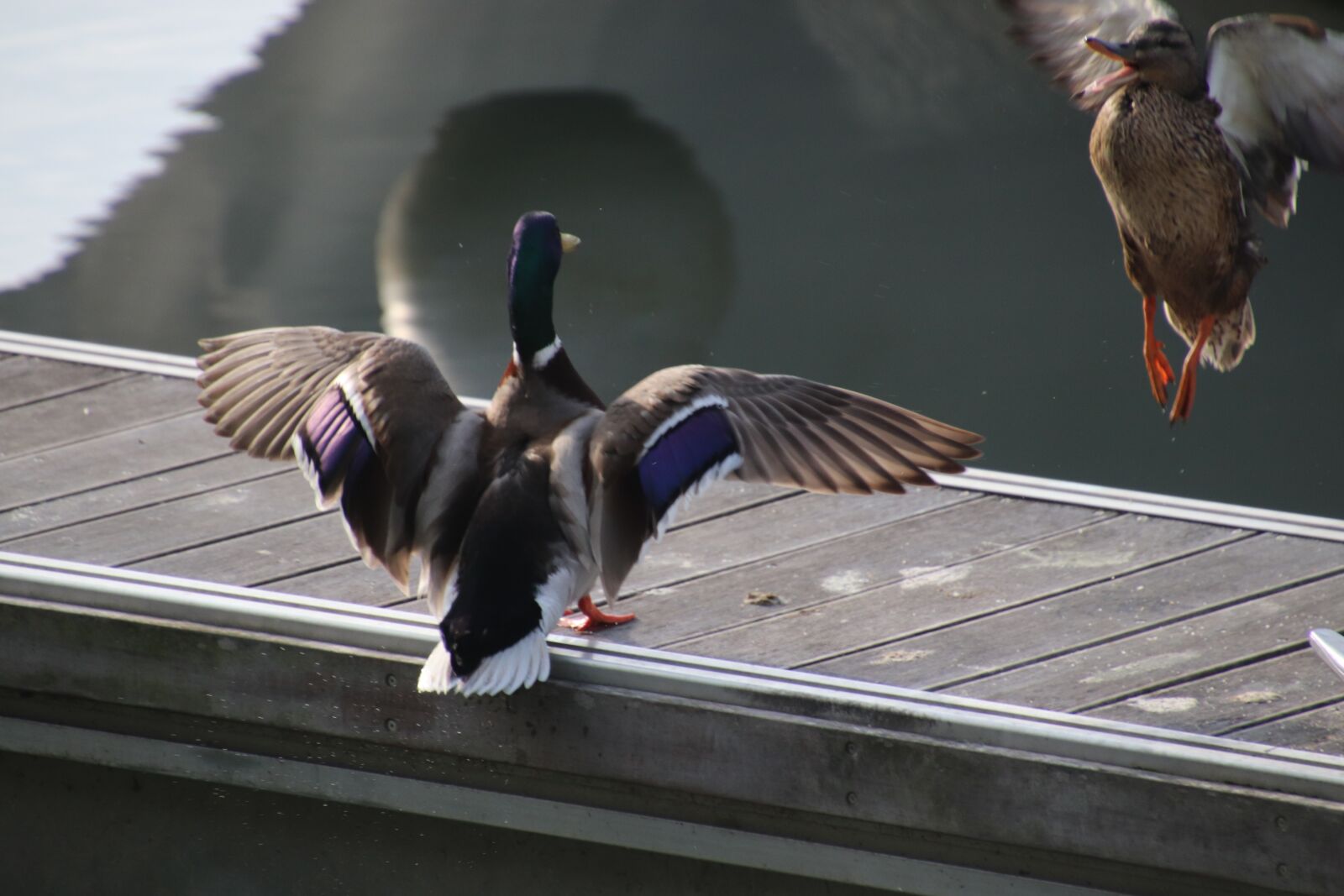 Canon EOS 800D (EOS Rebel T7i / EOS Kiss X9i) sample photo. Ducks, couple, flight photography