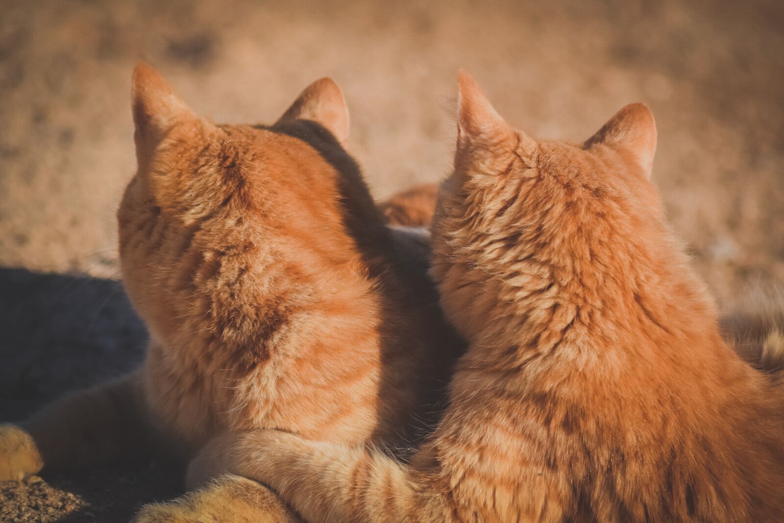 Nikon D3300 sample photo. Cats, friends, friendship photography