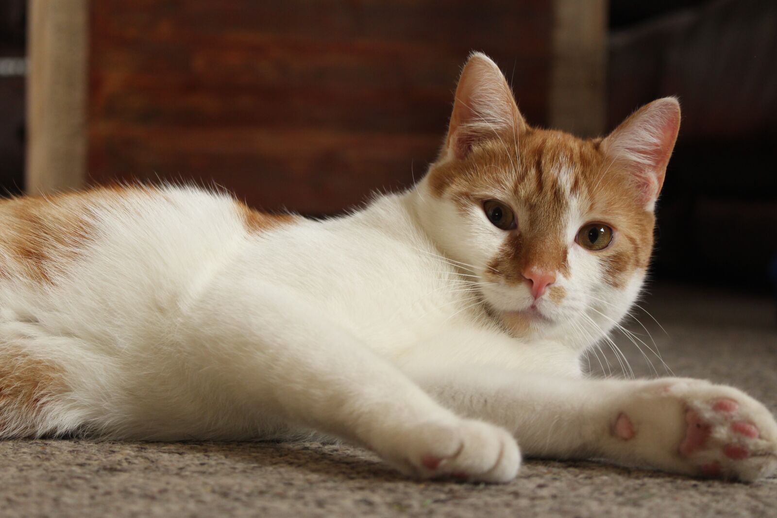 Canon EOS 700D (EOS Rebel T5i / EOS Kiss X7i) sample photo. Cat, kitten, orange photography