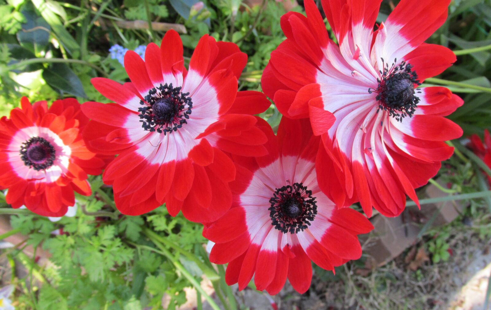 Canon PowerShot SX170 IS sample photo. Anemone, red, flower photography