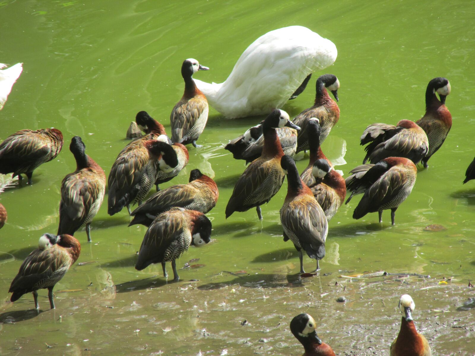 Canon PowerShot SX160 IS sample photo. Bird, lake, tropical birds photography