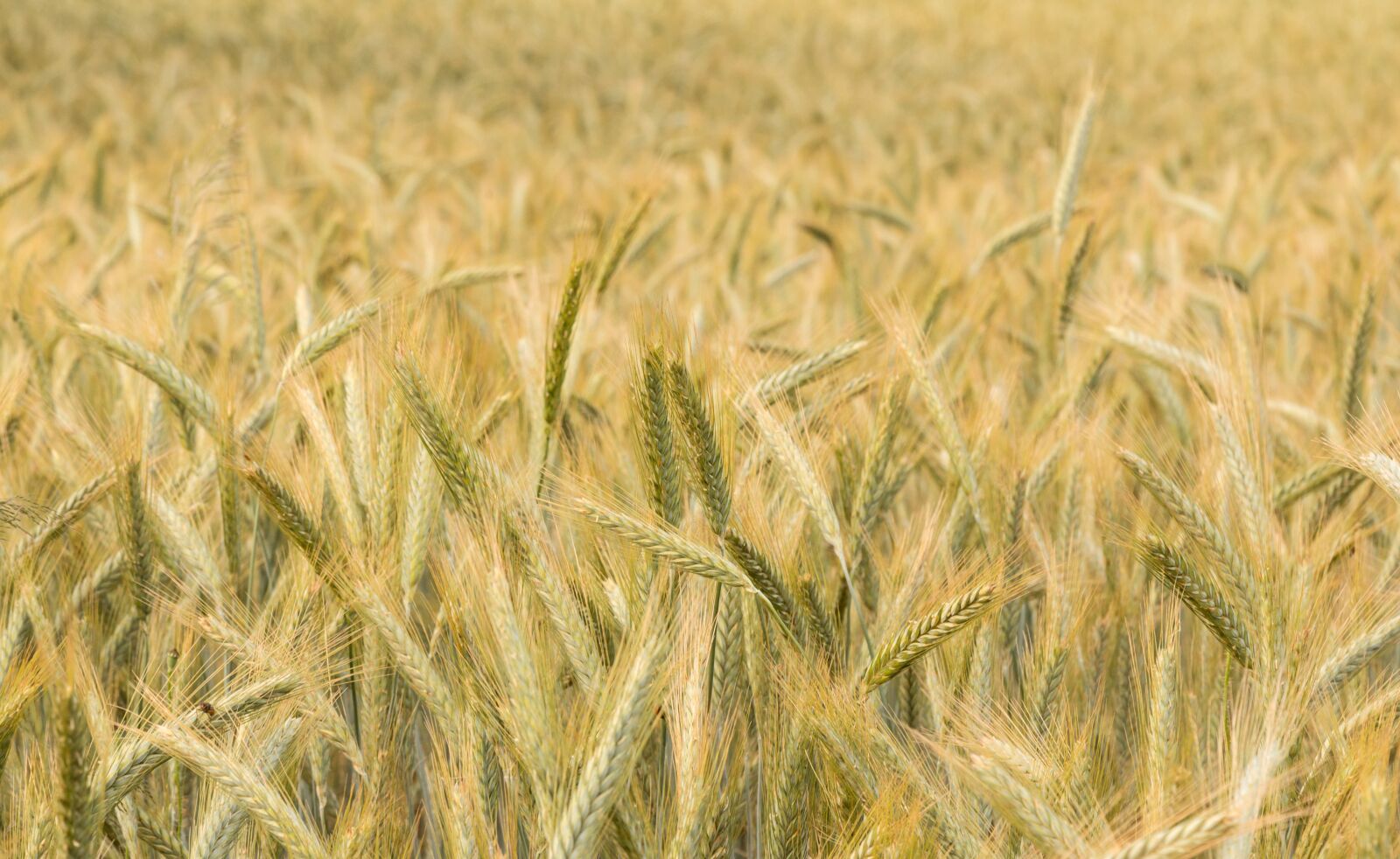 Canon EOS 70D + Canon EF 24-105mm F4L IS USM sample photo. Wheat, summer, field photography