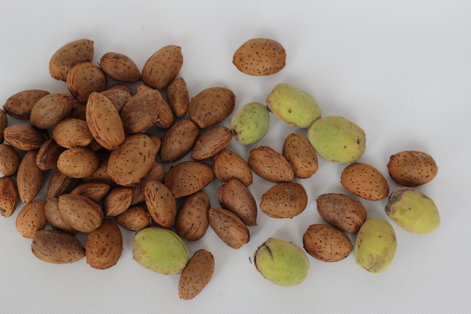 Canon EOS 600D (Rebel EOS T3i / EOS Kiss X5) + Canon EF 50mm F1.8 II sample photo. Almonds, brown, food photography
