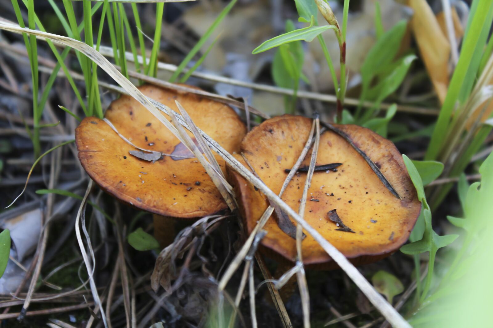 Canon EOS 600D (Rebel EOS T3i / EOS Kiss X5) sample photo. Mushrooms, plants, forest photography