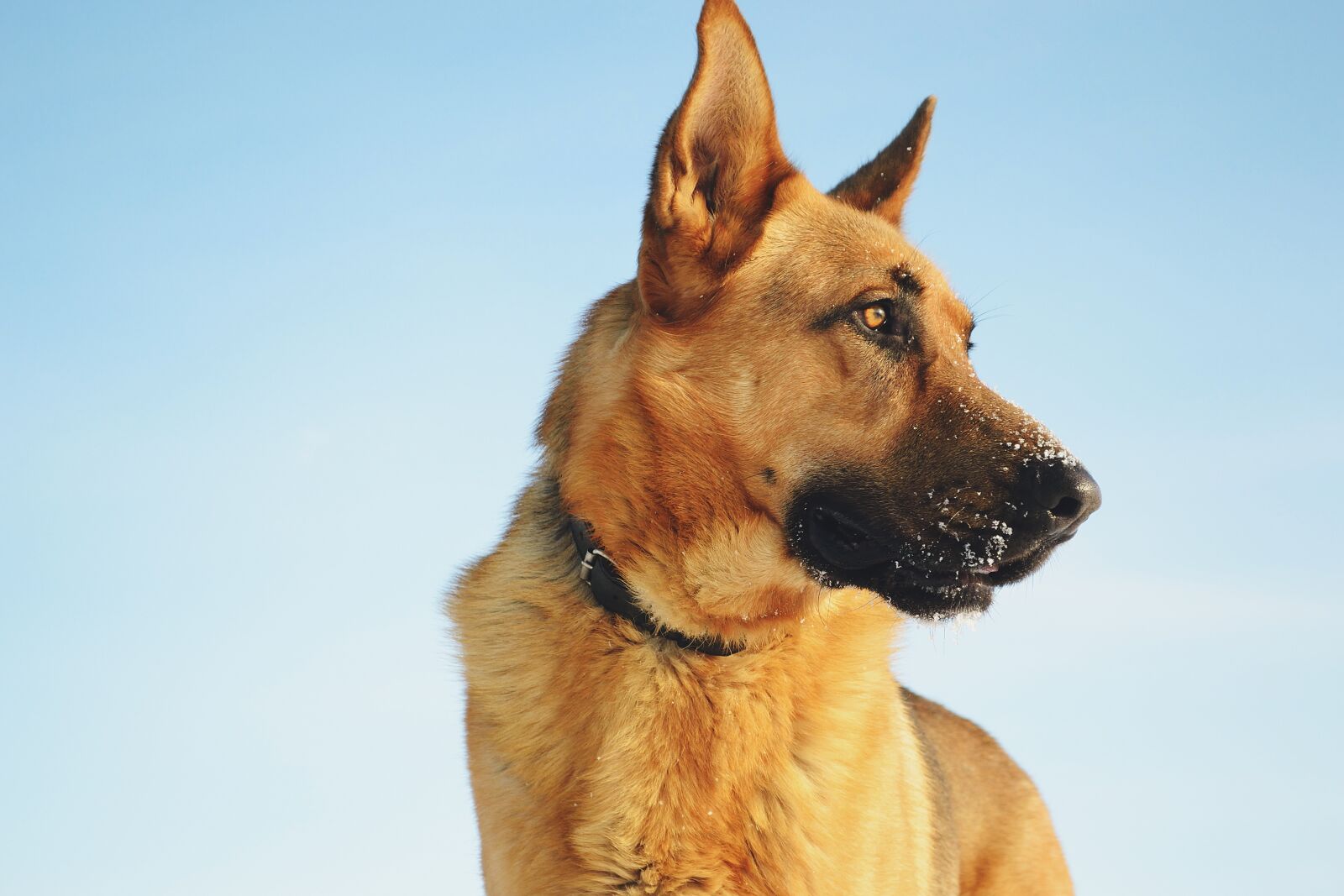Nikon D3100 sample photo. Animals, dog, german photography
