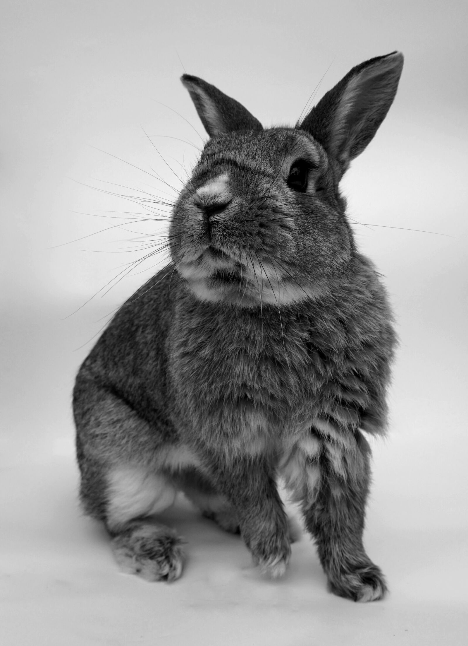 Sony Alpha a5000 (ILCE 5000) sample photo. Rabbit, cute, portrait photography