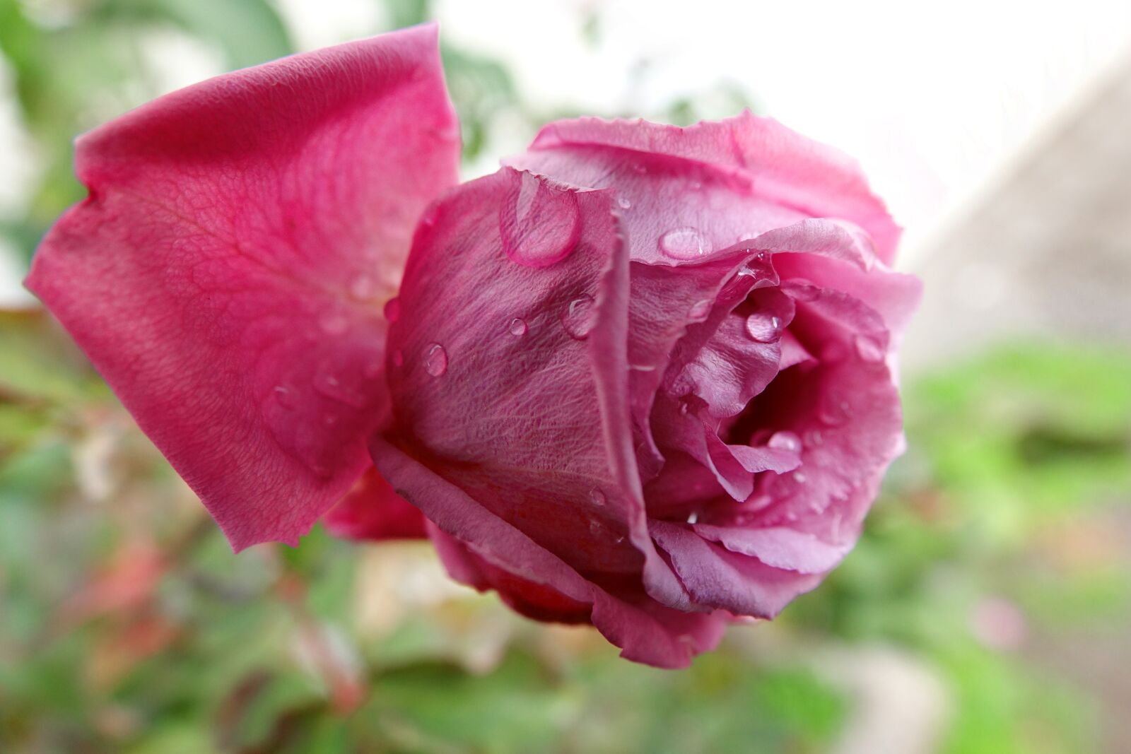 Sony Cyber-shot DSC-RX10 III sample photo. Flower, nature, plant photography