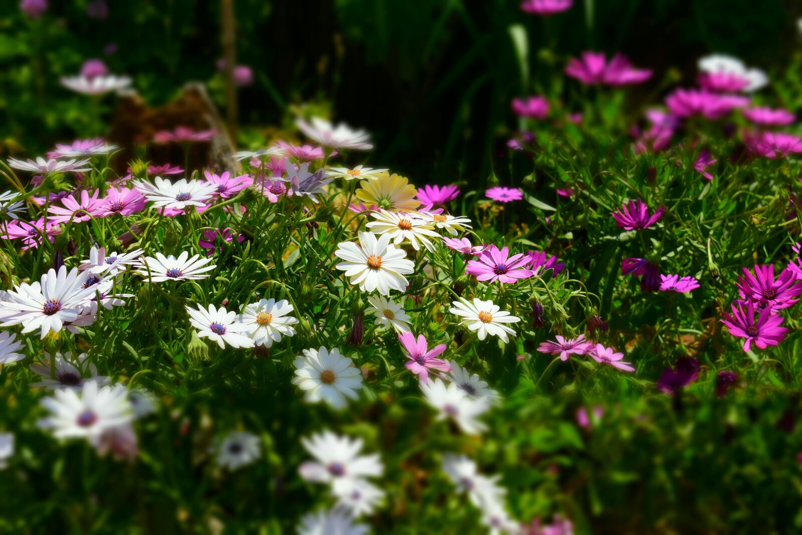 Nikon D5500 sample photo. Kerstin mais, bl tenmeer photography
