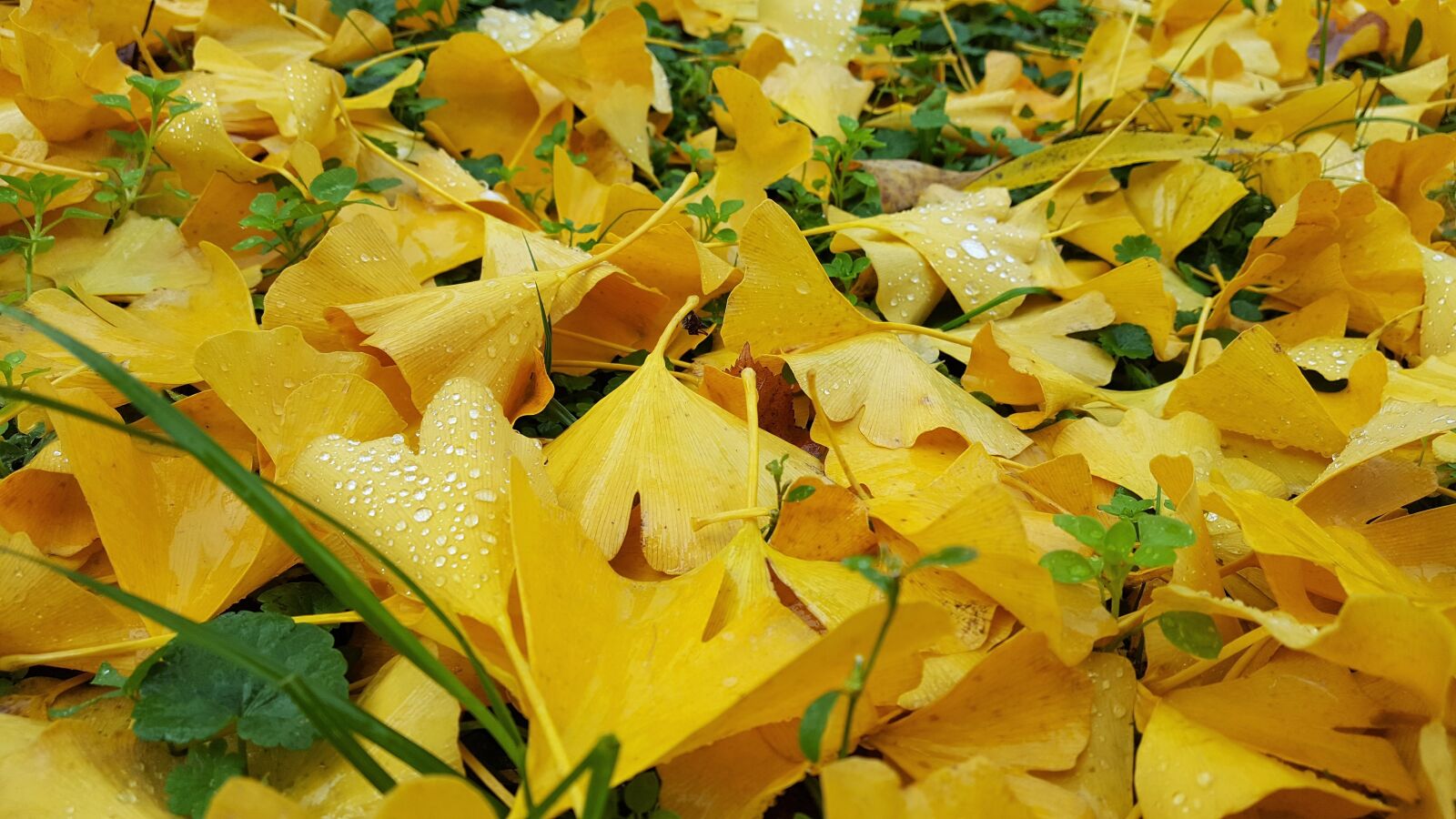 Samsung Galaxy S6 sample photo. Yellow, foliage, ground photography