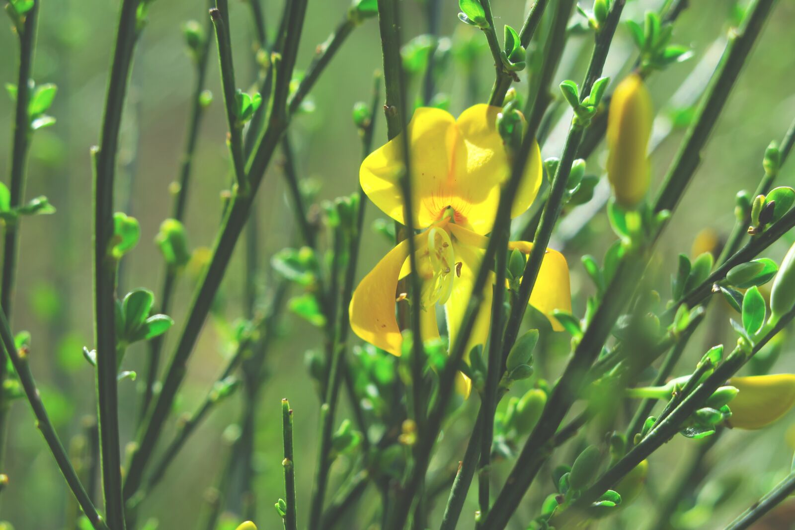 Canon PowerShot G3 X sample photo. Broom, gorse blossom, broom photography