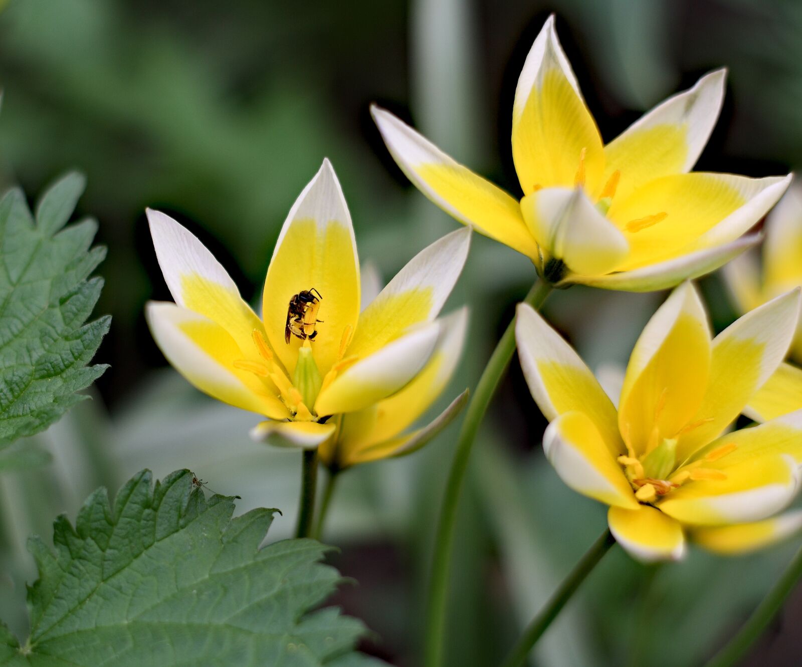 Canon EOS 1000D (EOS Digital Rebel XS / EOS Kiss F) sample photo. Morning flowers, beautiful flowers photography