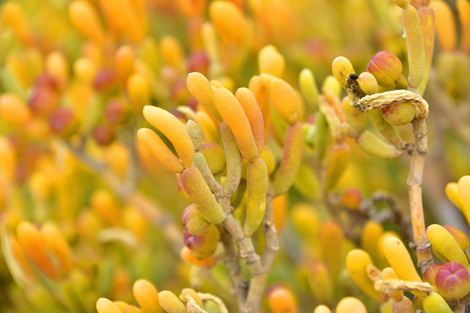 Nikon D7200 sample photo. Flowers, wild, nature photography