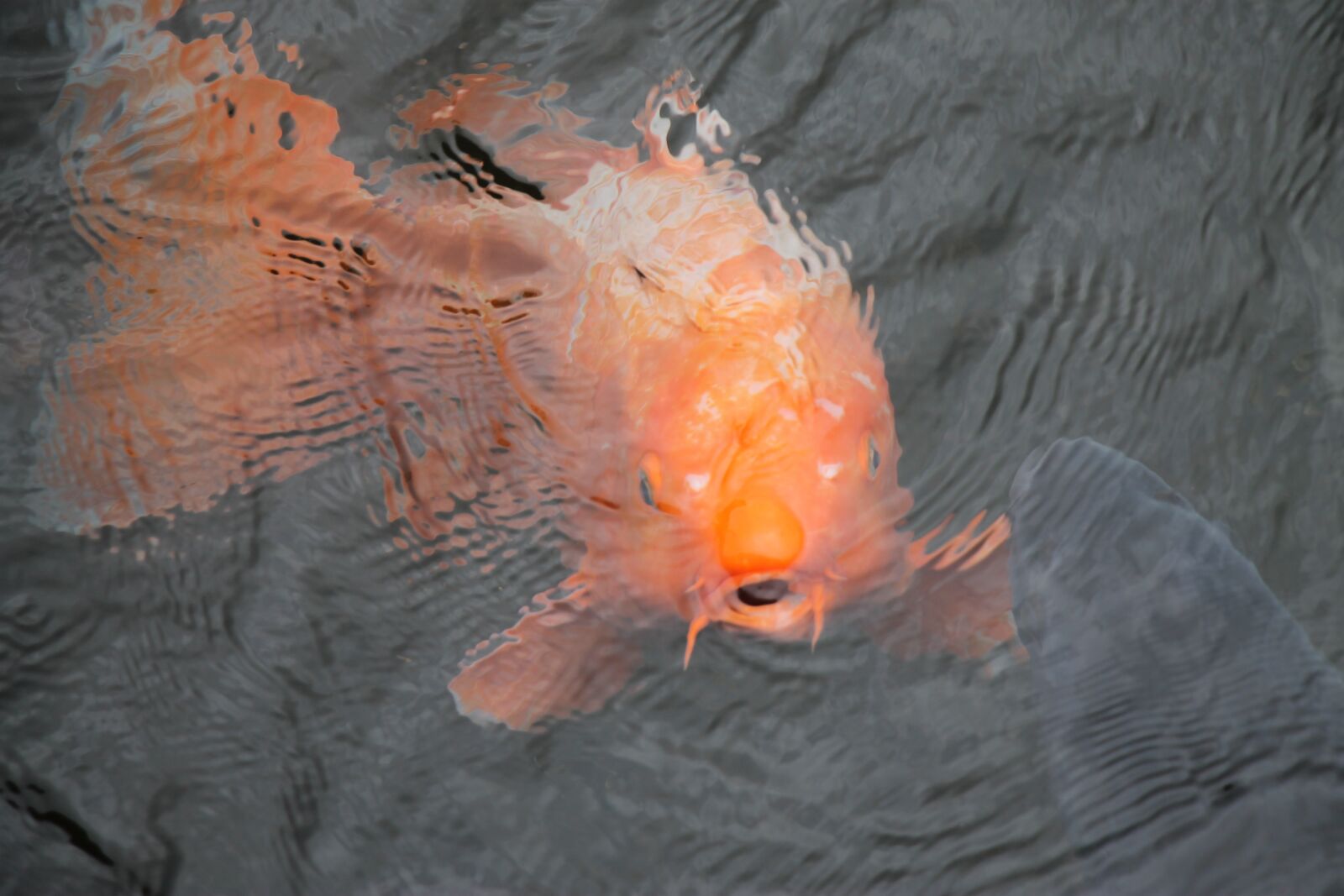 Canon EF-S 18-135mm F3.5-5.6 IS USM sample photo. Koi fish, lake ashinoko photography