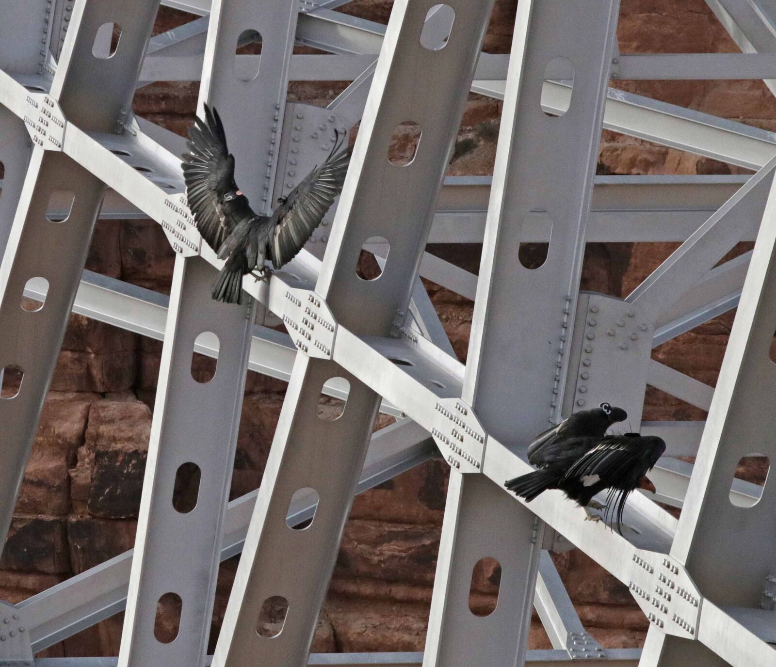 Canon EOS 750D (EOS Rebel T6i / EOS Kiss X8i) sample photo. Black, birds, on, scaffolding photography
