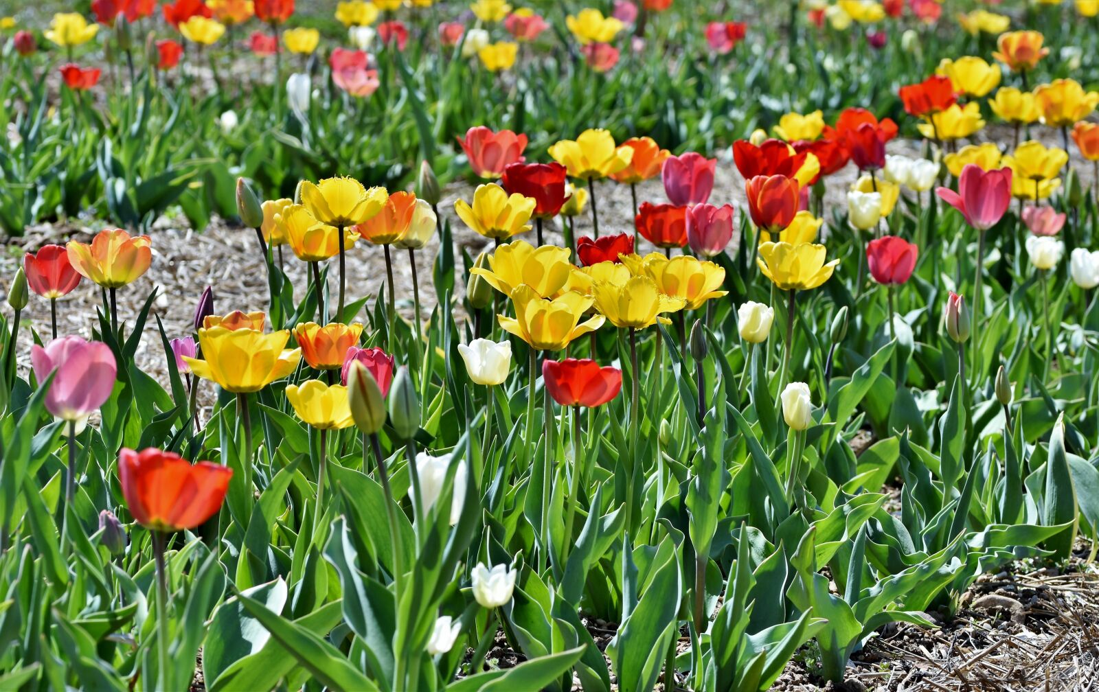 Nikon D7200 sample photo. Tulip, tulip field, flourished photography