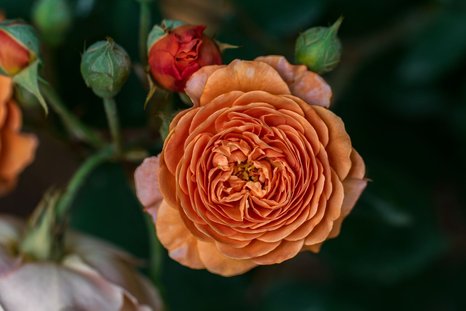 Canon EF 100mm F2.8L Macro IS USM sample photo. Garden, pink, flower photography