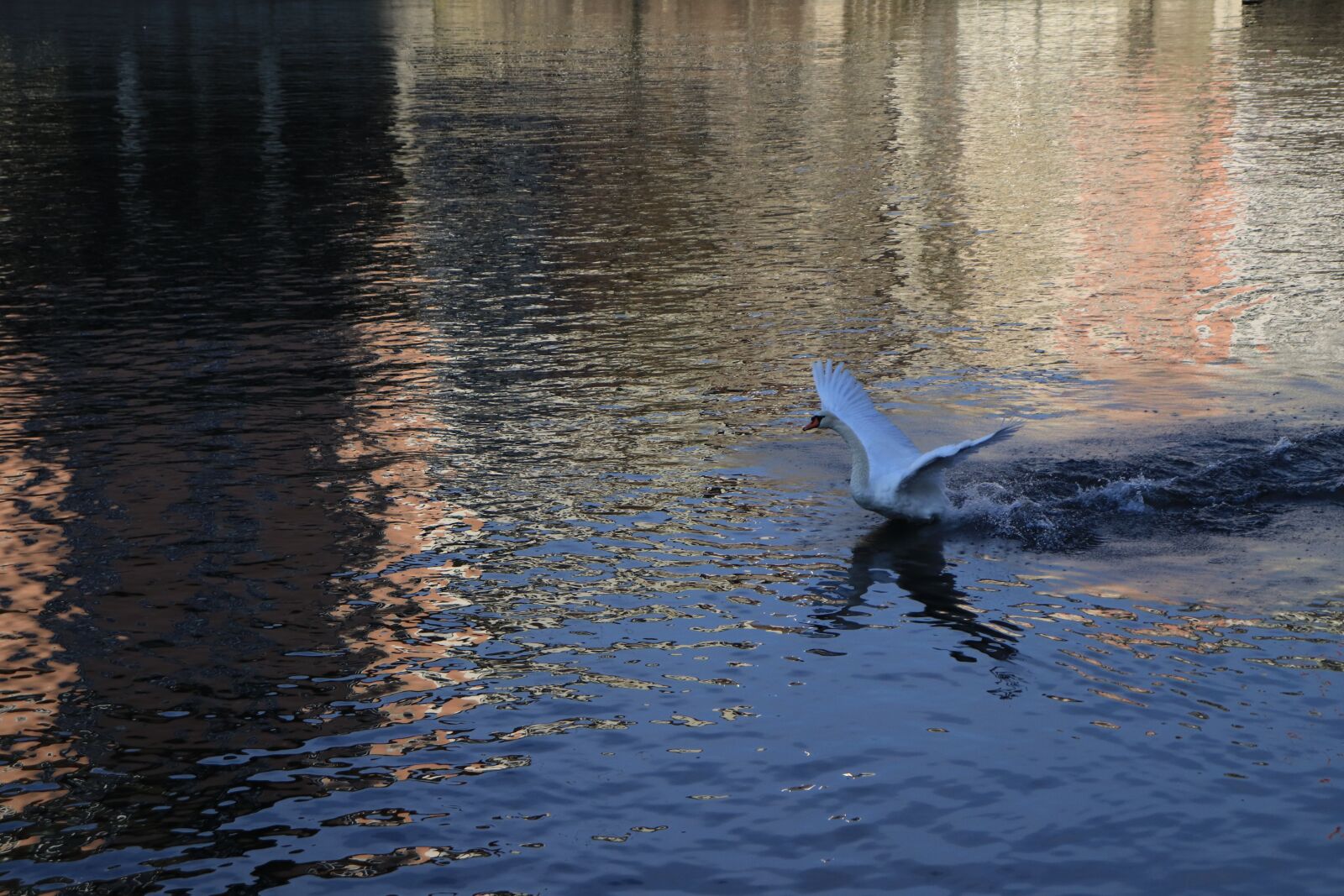 Canon EOS 200D (EOS Rebel SL2 / EOS Kiss X9) sample photo. Swan, water, animal photography