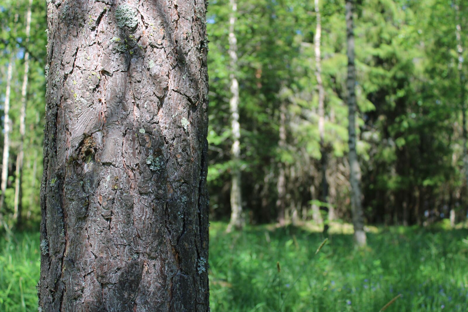 Canon EOS 2000D (EOS Rebel T7 / EOS Kiss X90 / EOS 1500D) sample photo. Tree, fir, spruce photography