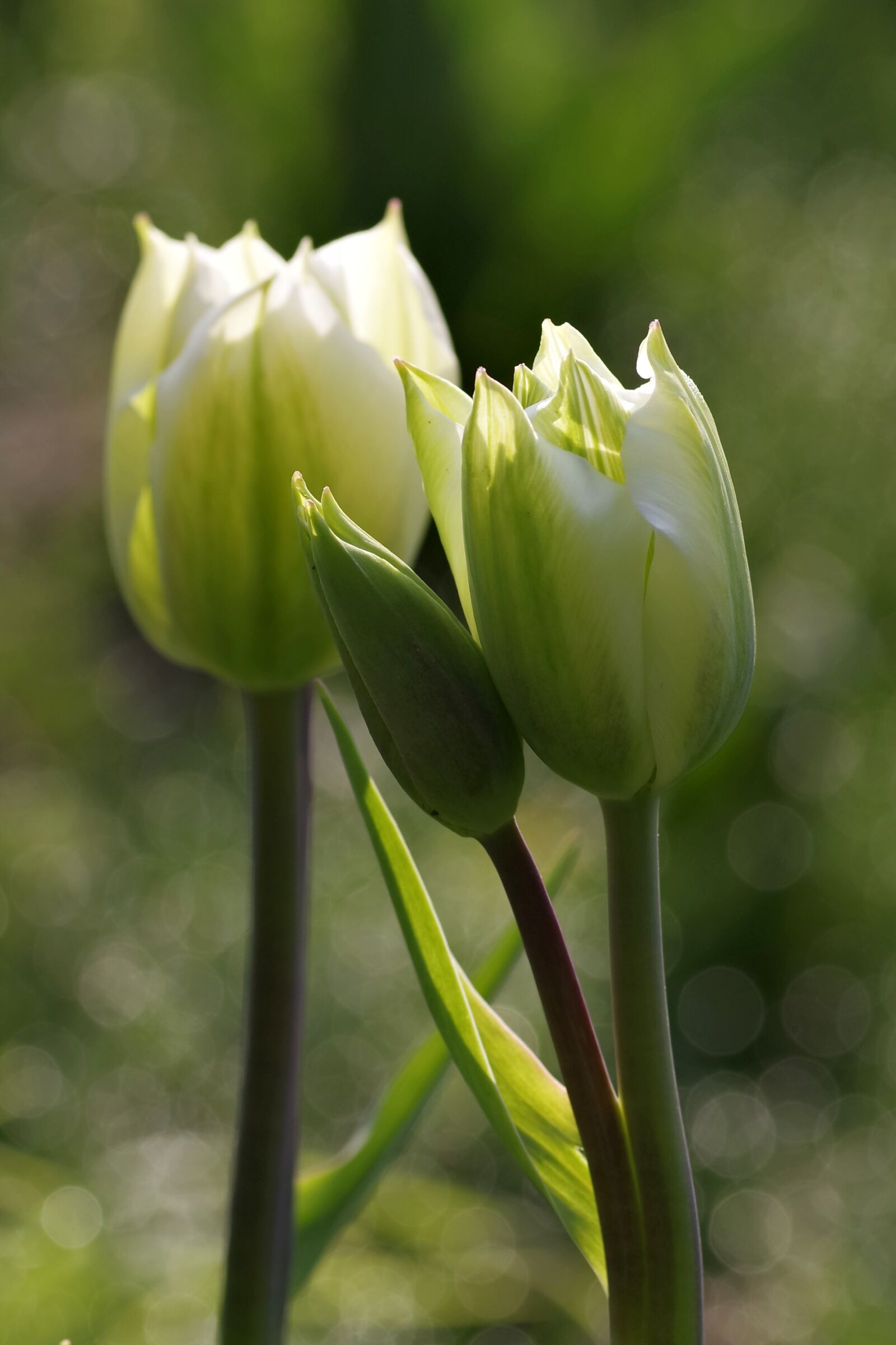 Pentax K-S2 sample photo. Tulip, green, double photography
