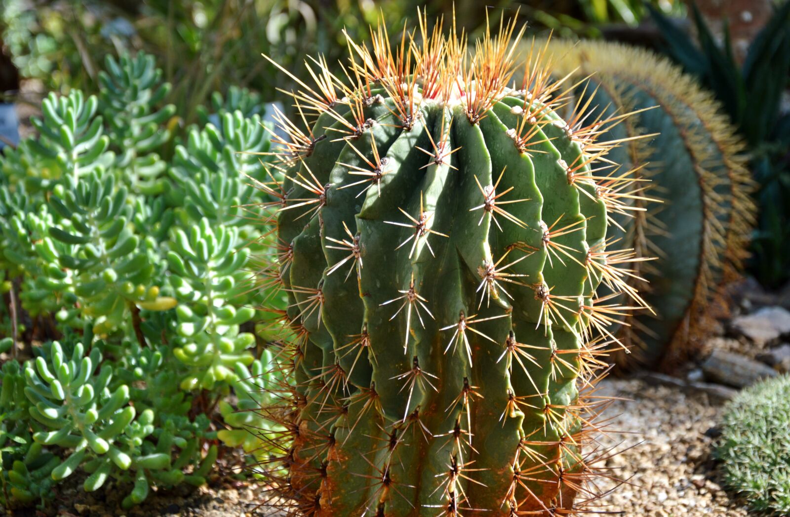 Nikon D3200 sample photo. Cactus, spur, green photography