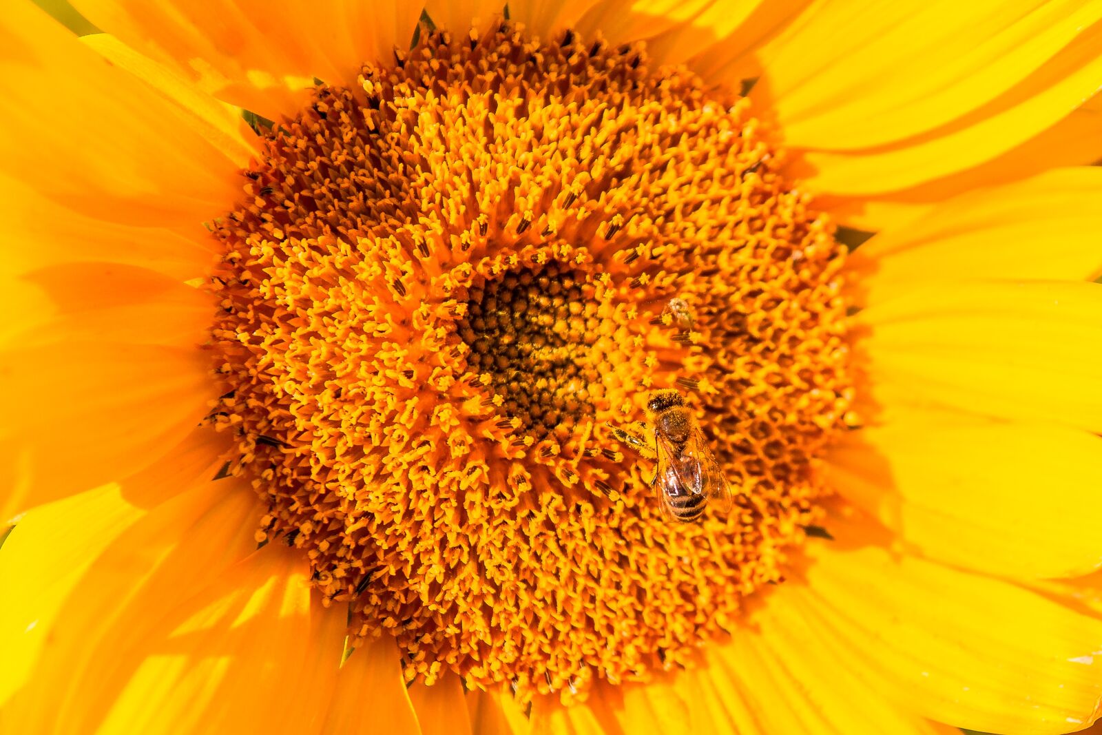 Canon EOS 700D (EOS Rebel T5i / EOS Kiss X7i) sample photo. Sunflower, bee, insect photography