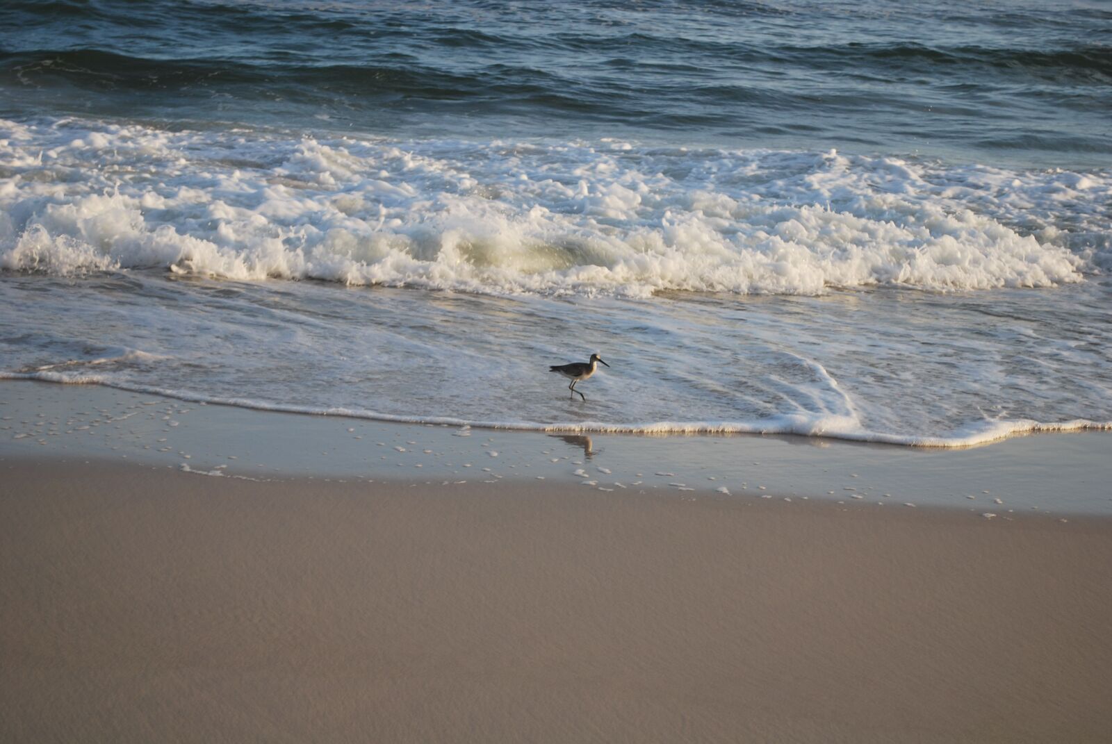 Nikon D60 sample photo. Bird, ocean, sand photography