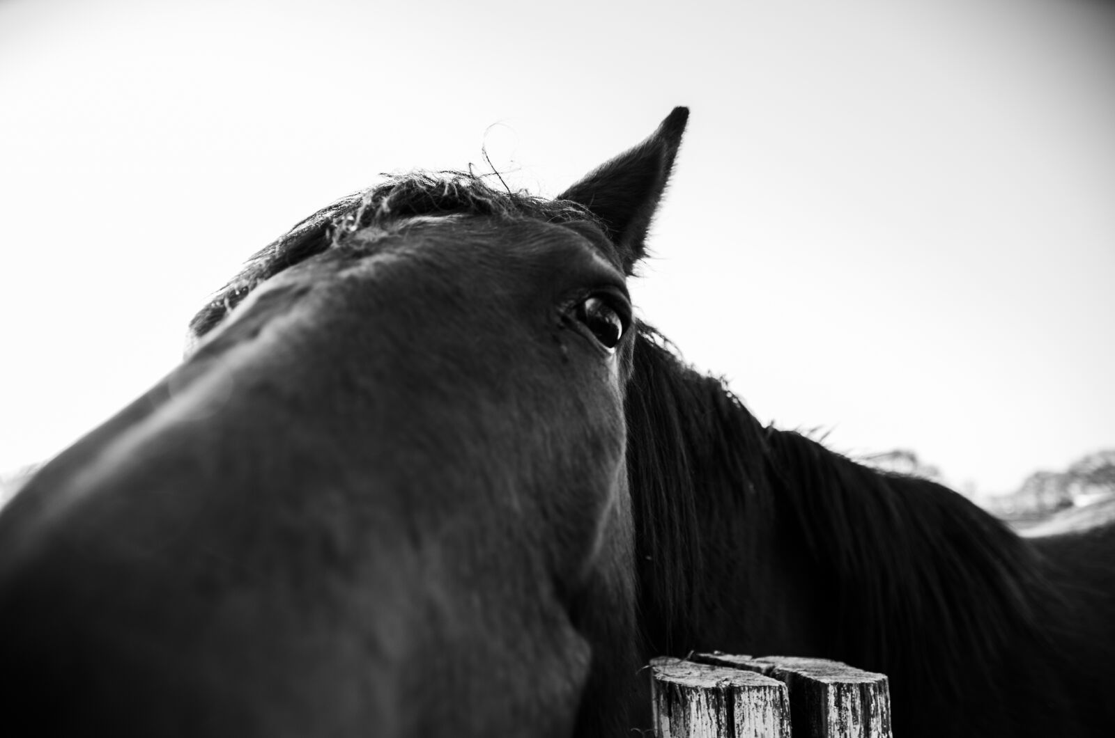 Sigma 17-50mm F2.8 EX DC HSM sample photo. Horse, wide angle, sun photography
