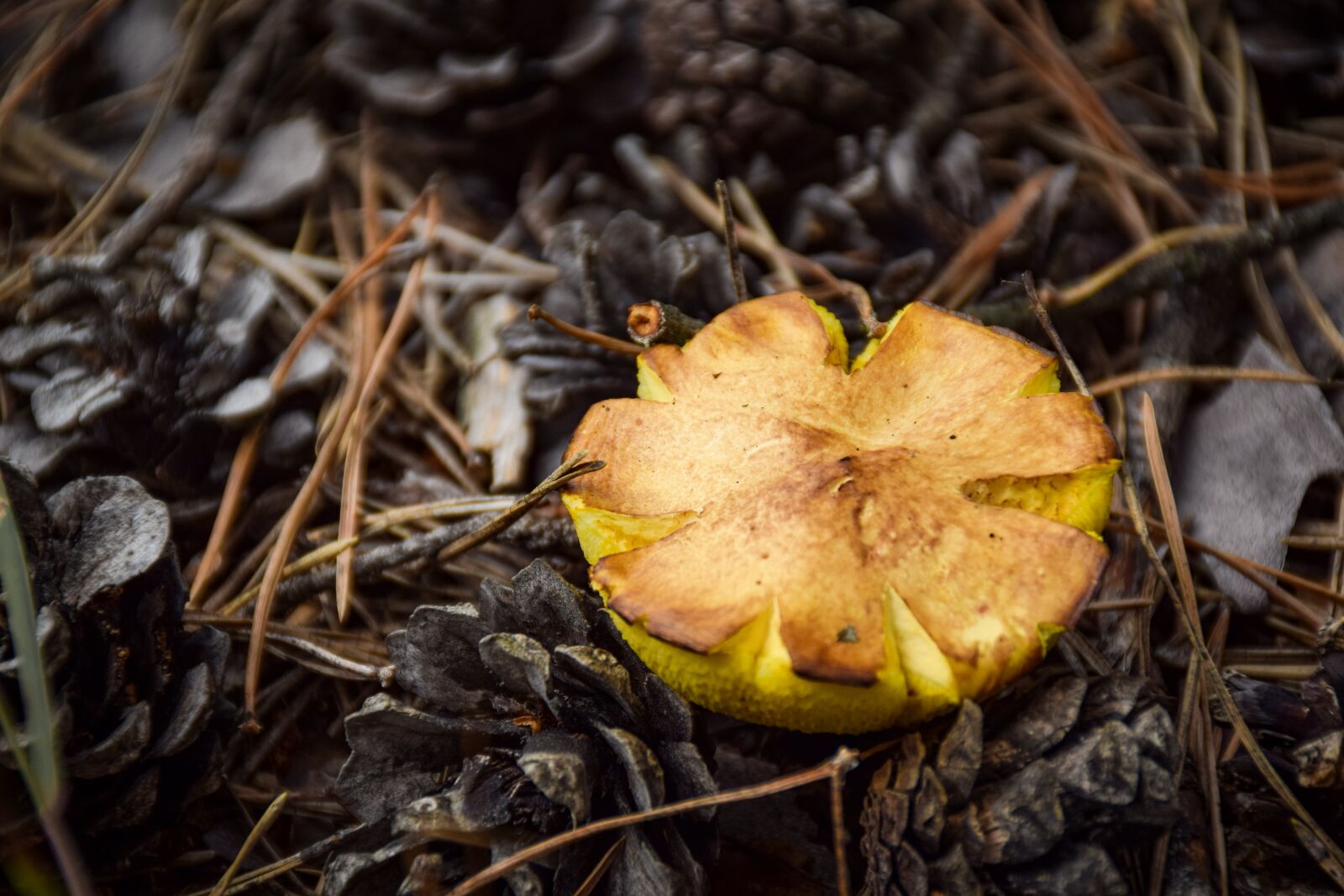 Nikon D5300 sample photo. Mushroom, forest, mushrooms photography