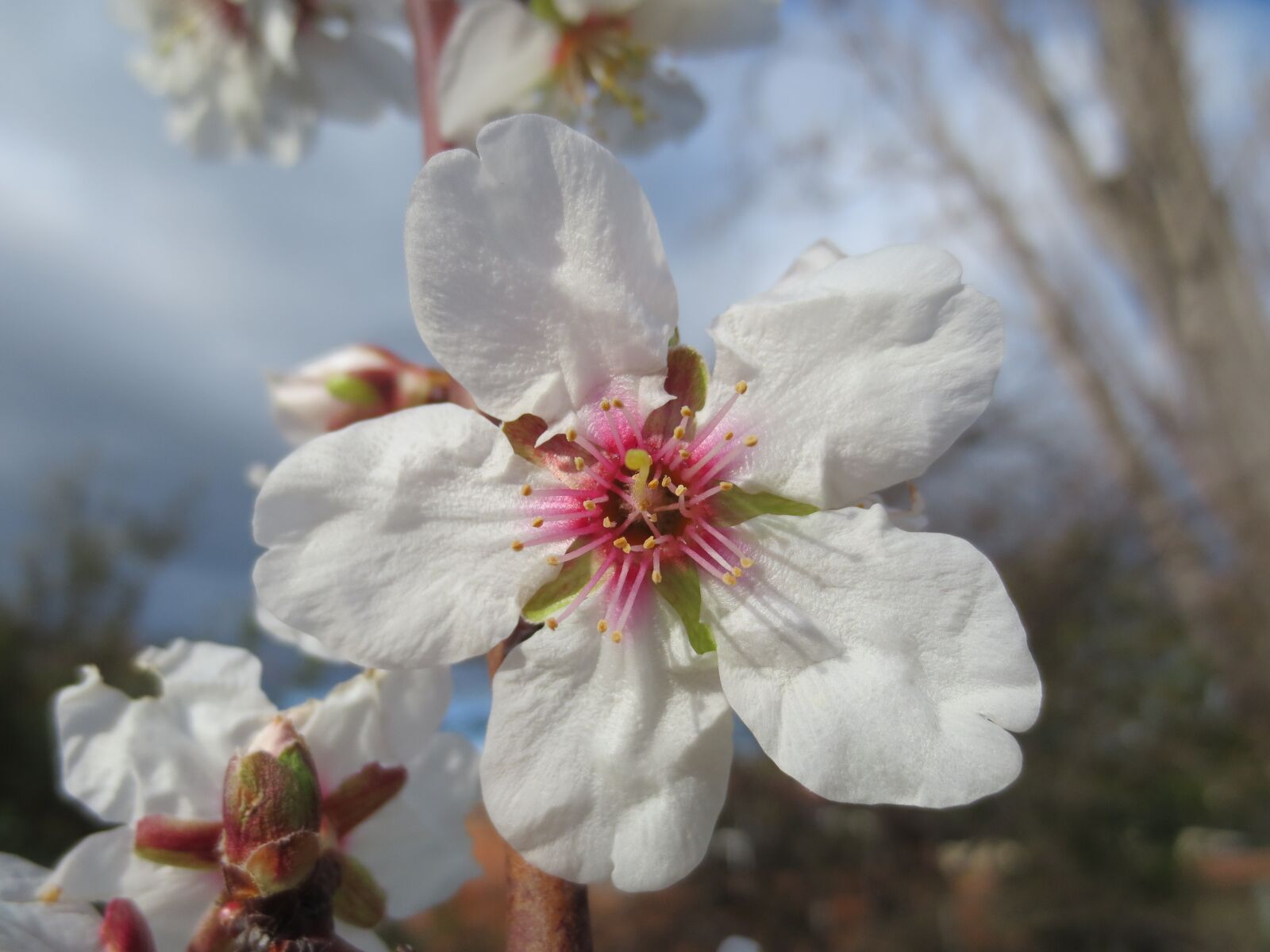 Canon IXUS 240 HS sample photo. Blossom, almond, flower photography