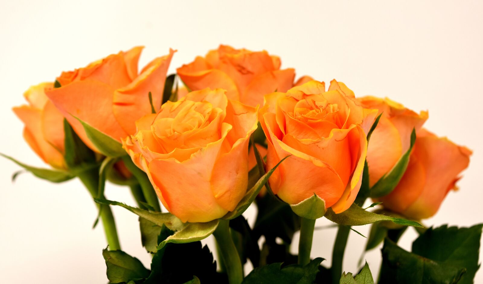 Nikon D7200 sample photo. Roses, flowers, blossom photography