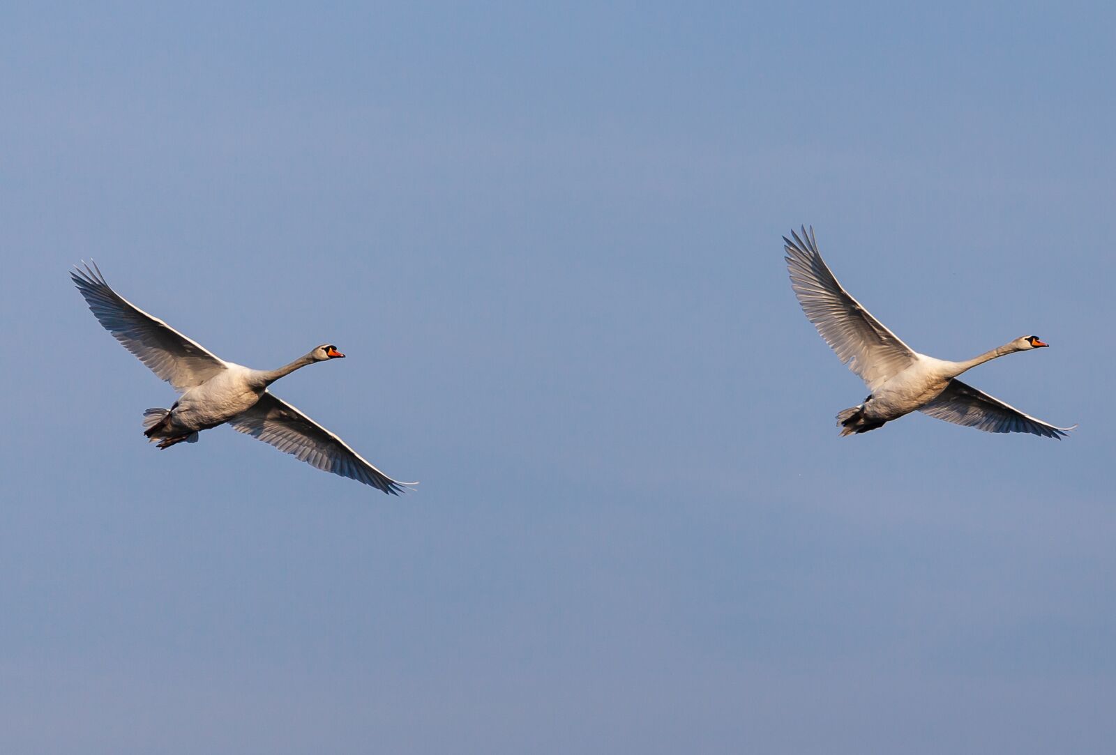 Canon EF 70-200mm F4L USM sample photo. Swans in flight, white photography