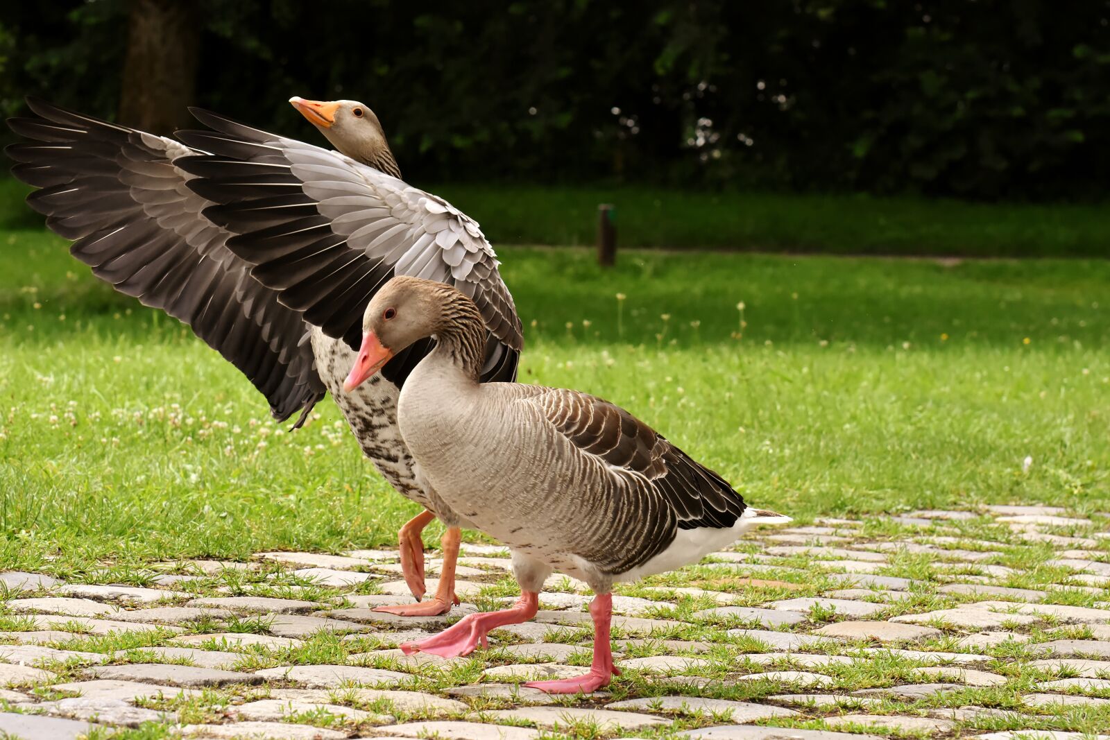 Nikon D7200 sample photo. Geese, wild geese, waterfowl photography