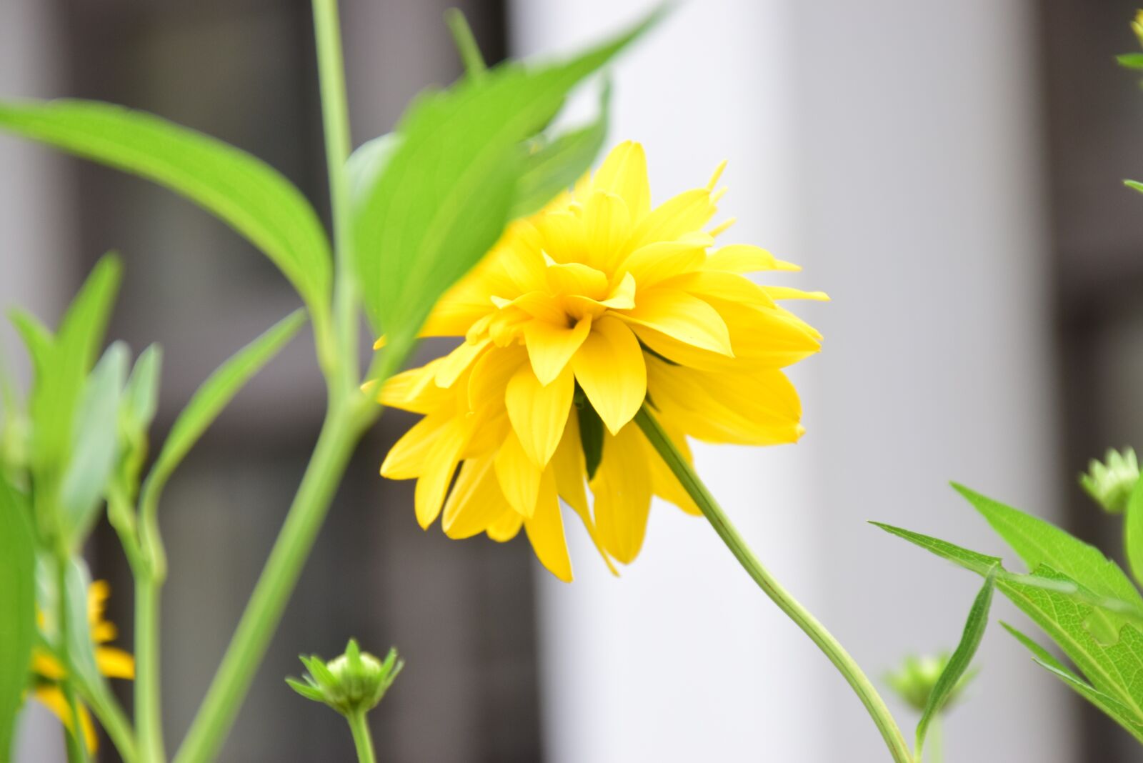 Nikon D5300 sample photo. Flower, yellow, natural photography