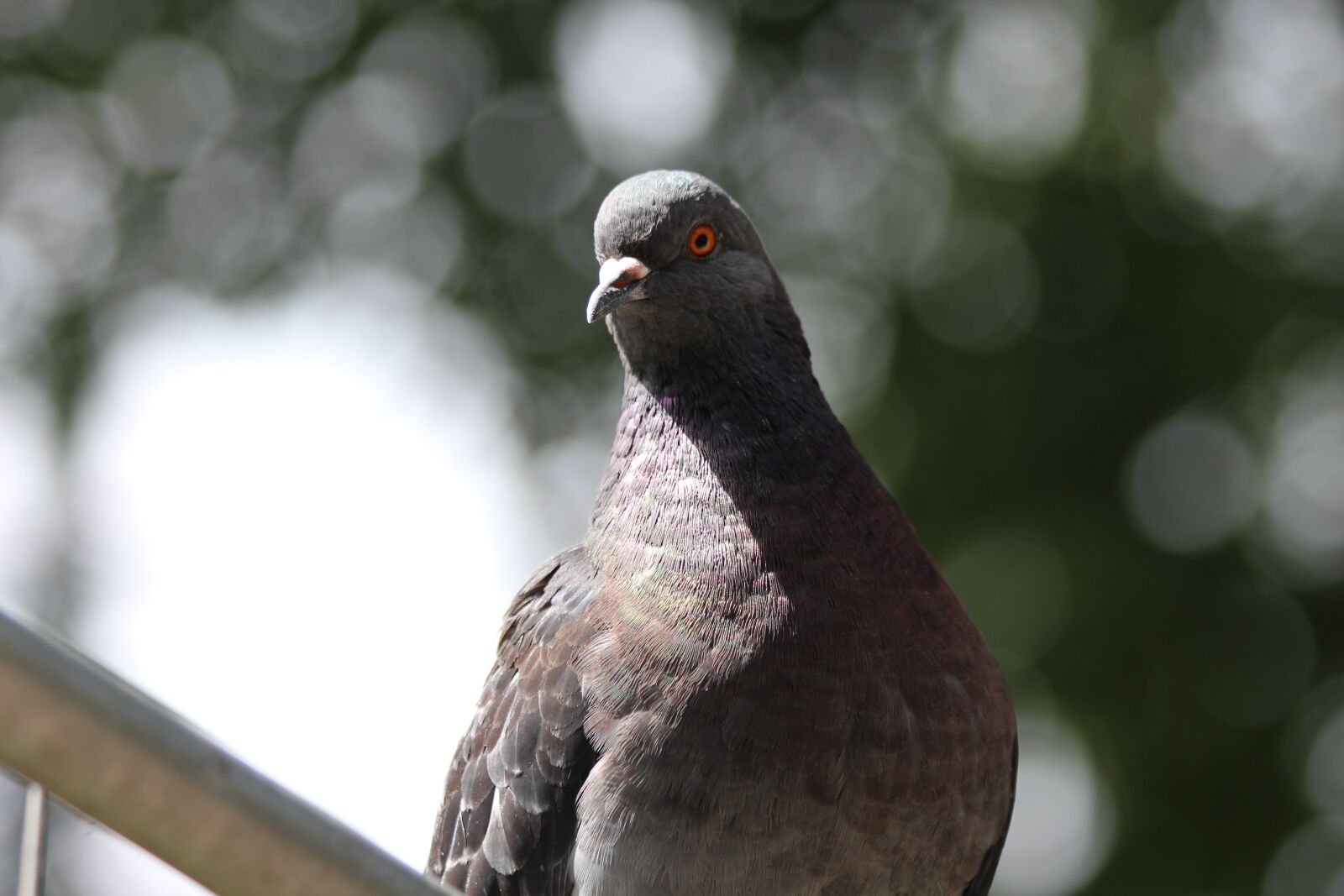 Canon EOS 650D (EOS Rebel T4i / EOS Kiss X6i) sample photo. Dove, rock pigeon, columba photography