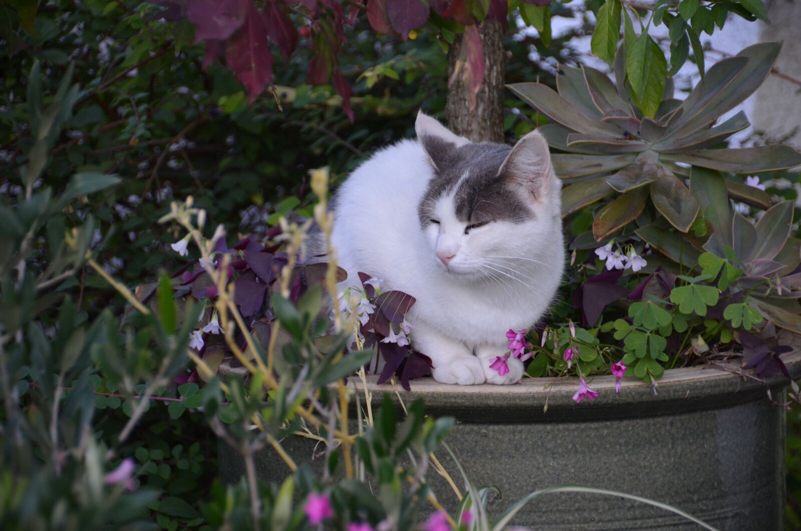 Nikon D5100 sample photo. Cat, plant, house photography