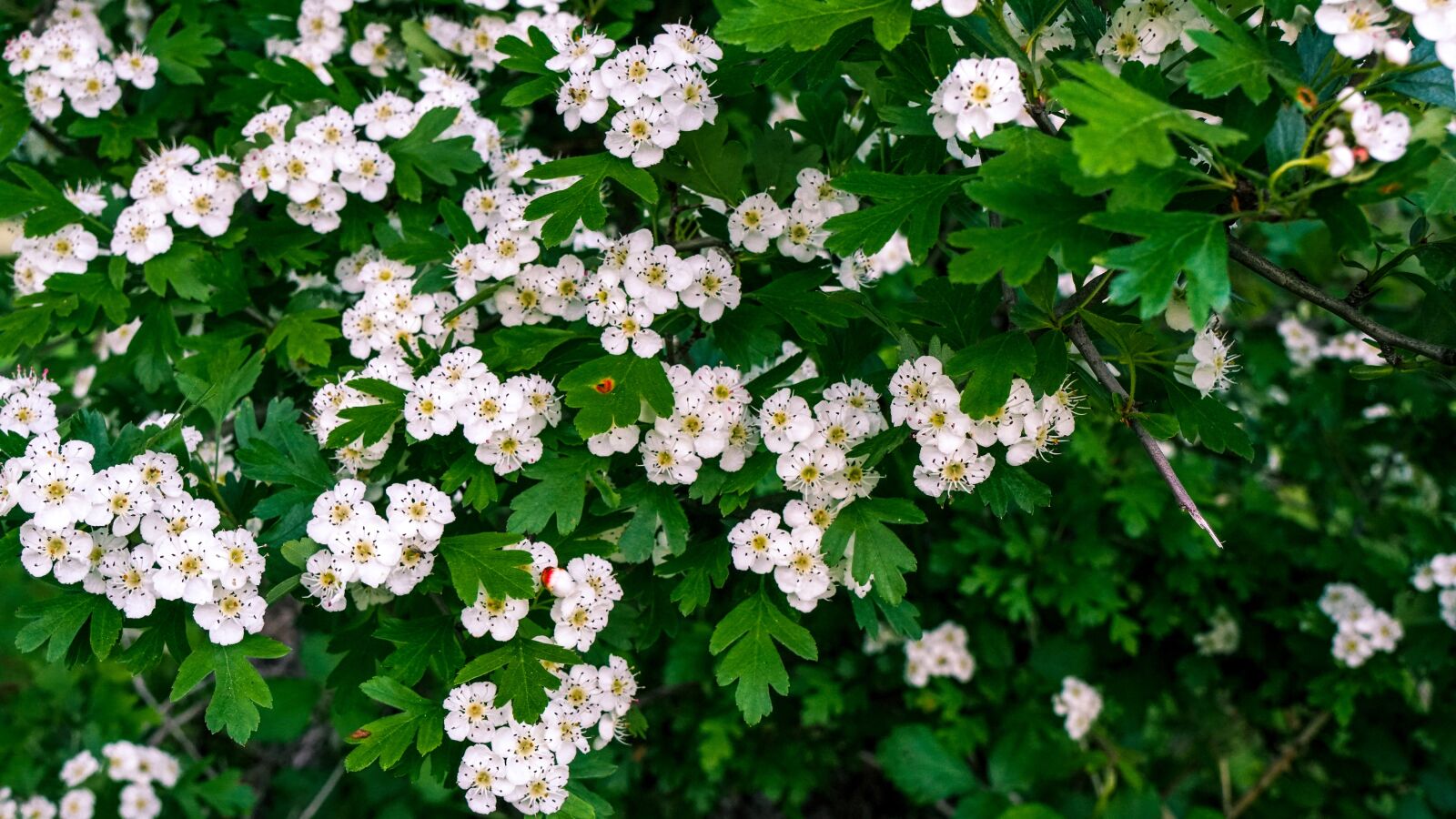 Sony a6500 + Sony Vario-Tessar T* E 16-70mm F4 ZA OSS sample photo. Flowers, shrub, hawthorn photography