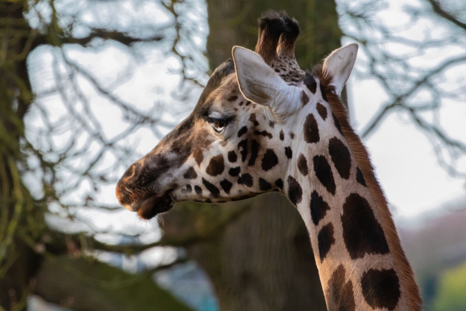 Canon EOS 7D Mark II sample photo. Rothschild giraffe, giraffe, long photography