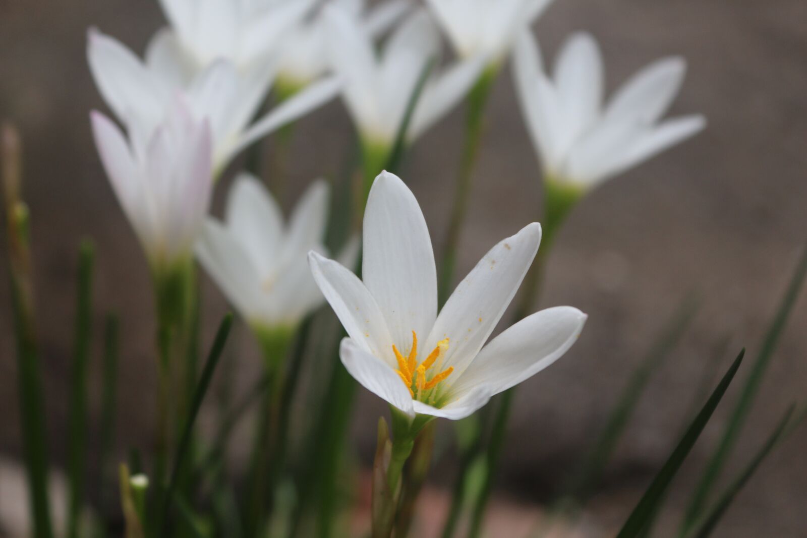 Canon EOS 700D (EOS Rebel T5i / EOS Kiss X7i) sample photo. Flower, grass flower, natural photography