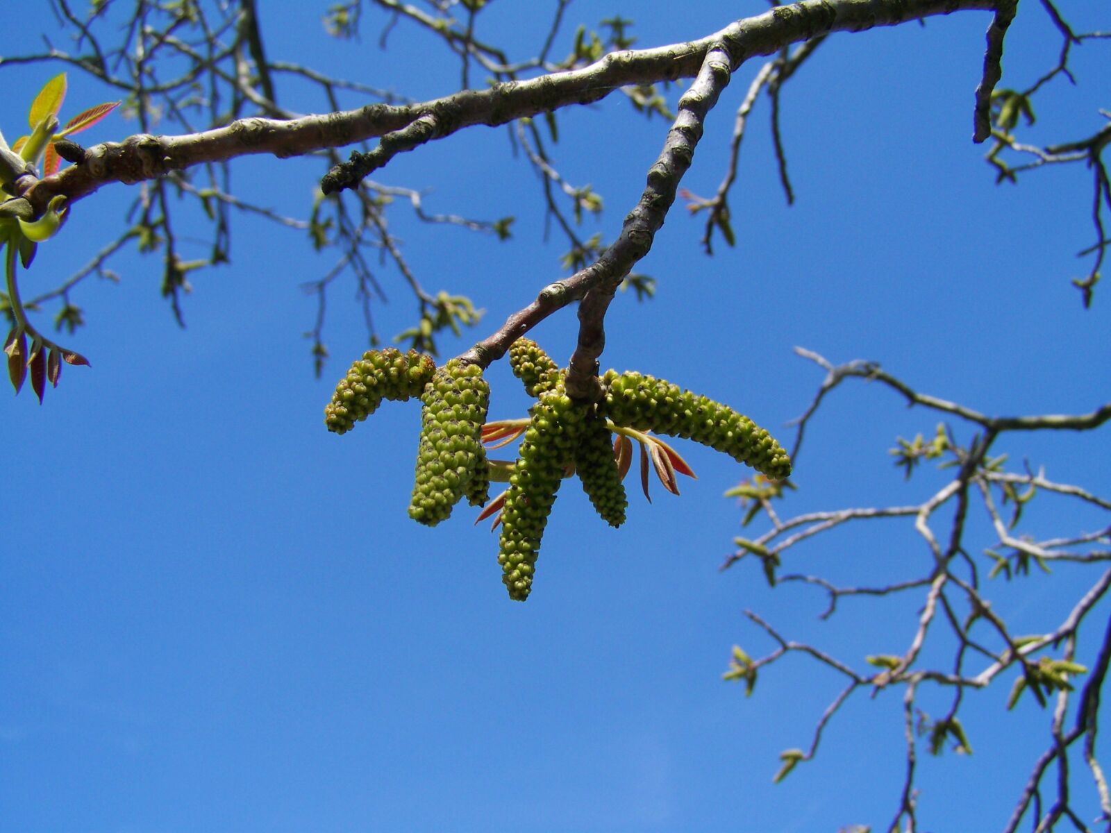 Kodak EASYSHARE ZD710 ZOOM DIGITAL CAMERA sample photo. Walnut, flower, blue sky photography