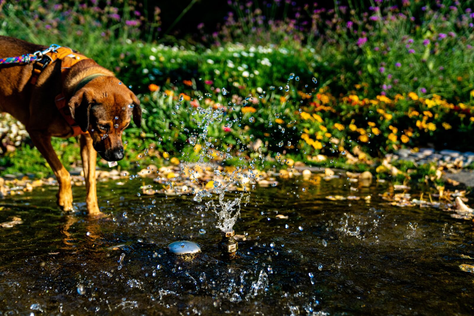 Sony a7R III sample photo. Dog, water, pet photography