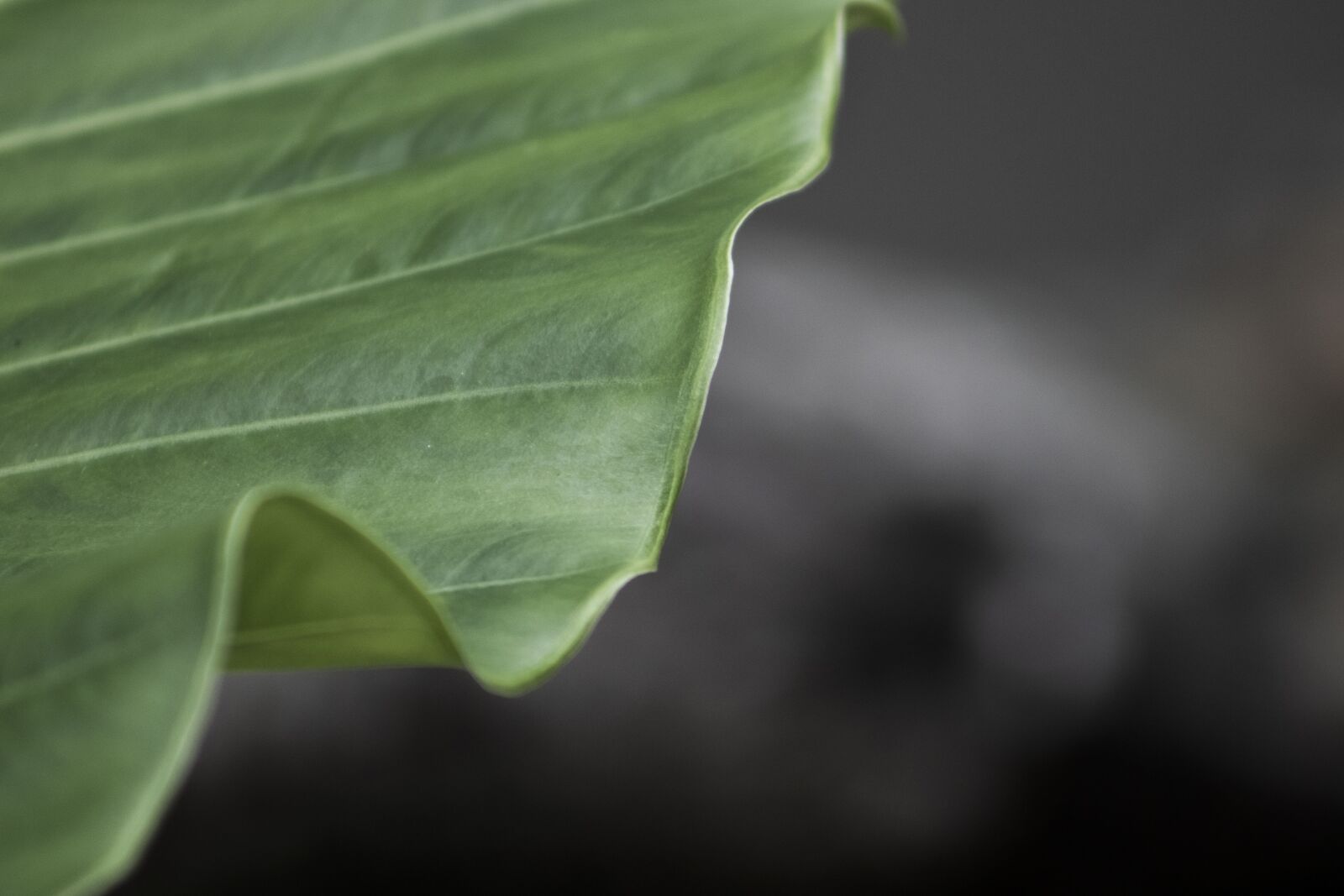 Canon EOS 800D (EOS Rebel T7i / EOS Kiss X9i) sample photo. Leaf, leaves, nature photography
