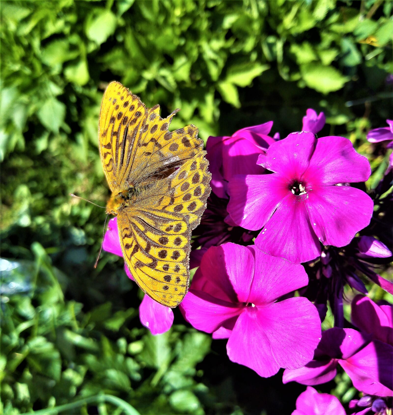 HUAWEI DUA-L22 sample photo. Nature, insect, butterfly photography