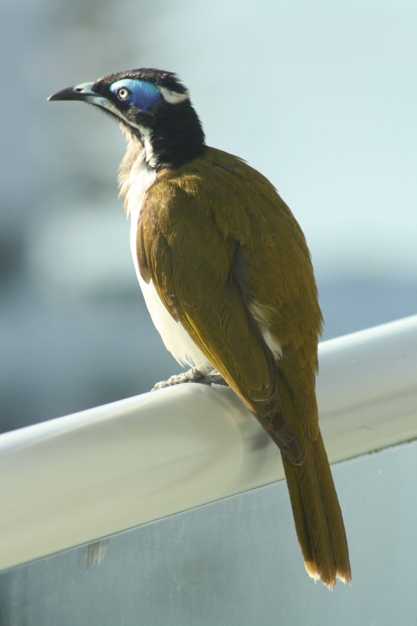 Canon EOS 1000D (EOS Digital Rebel XS / EOS Kiss F) sample photo. Blue-faced honeyeater, bird, australia photography