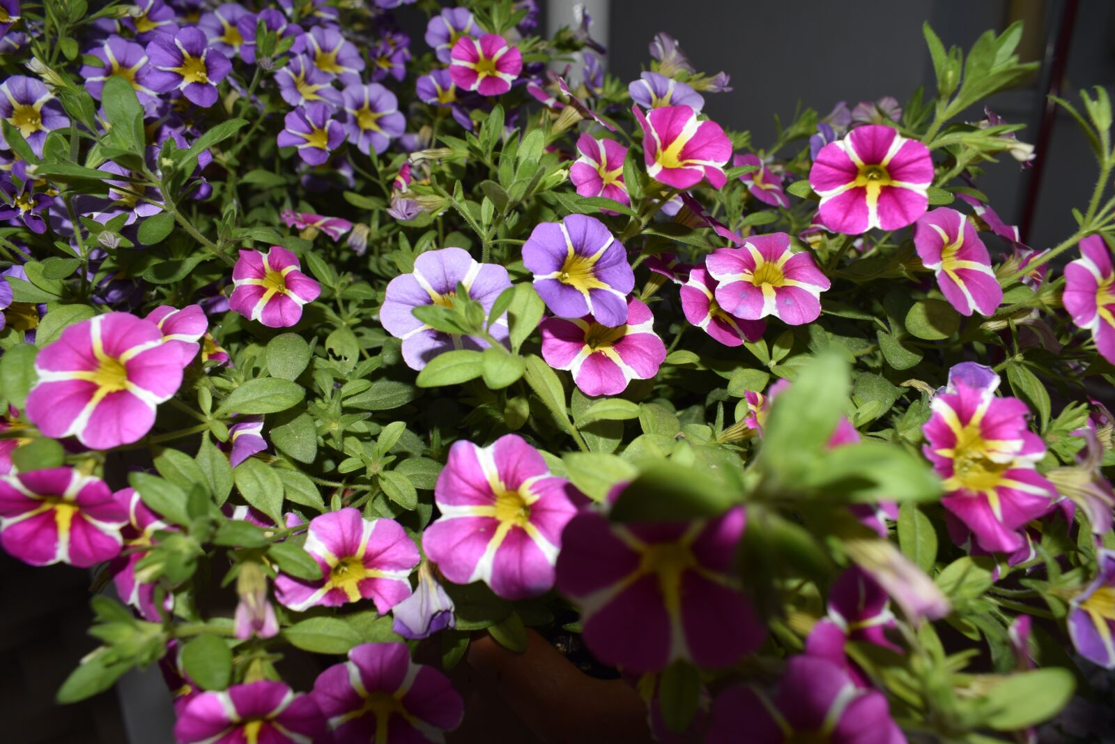 Nikon D5300 sample photo. Flower, nature, garden photography